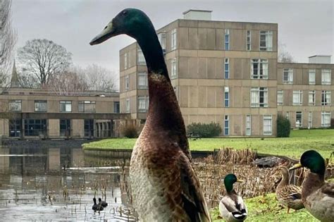 Long Boi Is Missing Fears For Yorks Most Famous Duck Not Seen For