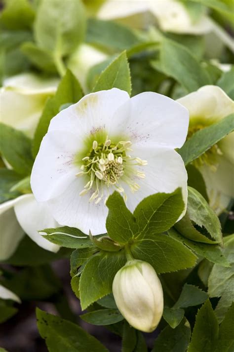 Flowers poisonous to dogs and cats. Is Lenten Rose Poisonous to Cats and Dogs?
