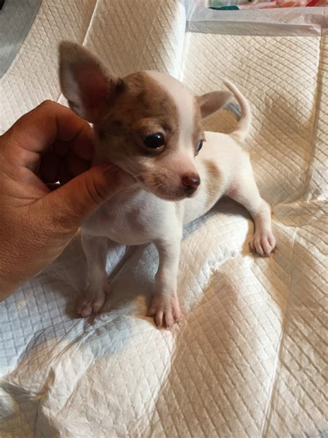 Chihuahua Puppies For Sale Tazewell County Va 244813