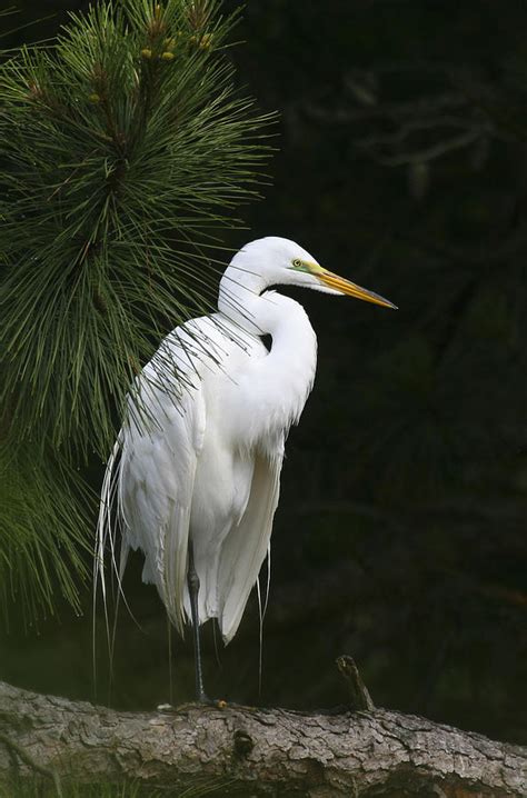 Great White Egret Photograph By Amy Jackson Fine Art America