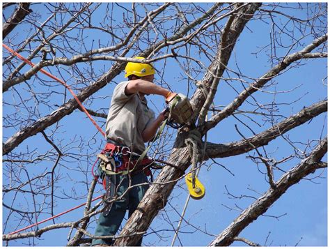 Fall Tree Pruningtrimming In Toronto Tree Doctors Inc