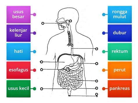 Bio T Sistem Pencernaan Manusia Labelled Diagram