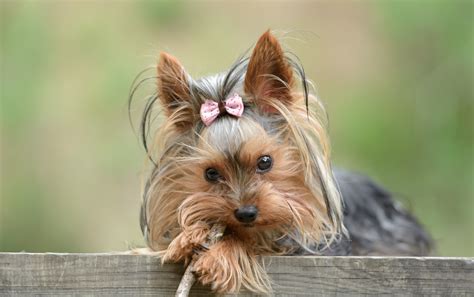Top 10 Cutest Dog Breeds Photos
