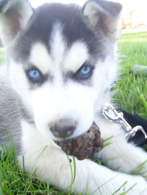 Most of them currently have blue eyes however it is possible for their eye. Colorado Husky Puppies | PETSIDI