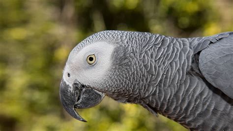 Download Parrot Bird Animal African Grey Parrot Hd Wallpaper