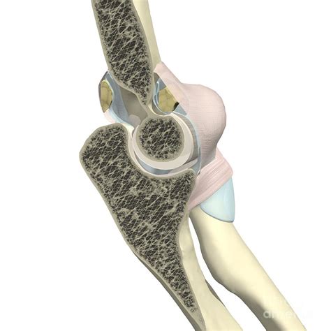 Cross Section Of The Elbow Joint Photograph By Medical Images Universal Images Group
