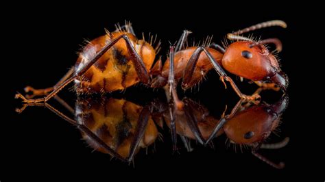 Camponotus Nicobarensis ANTonio Photography