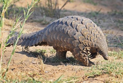 The animal is prized for its scales which are majorly used for traditional medicine in china. Chine: retrait du pangolin de la pharmacopée ...