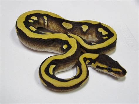 Desert Mojave Woma Ball Python Morphs Snake Lovers Ball Python