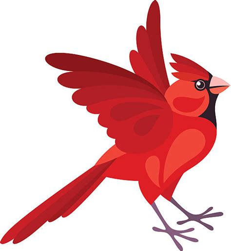 Red Cardinal Flying Illustrations Illustrations Royalty Free Vector
