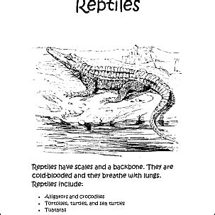reptiles coloring book ten  pages