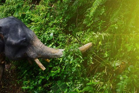 Elefante Africano Com Presas E Tronco Na Floresta Tropical Selva