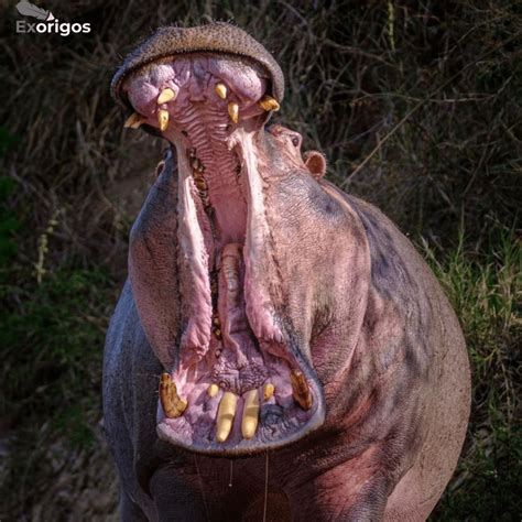 Meet the Most Dangerous Animals in Africa - Family and Pets