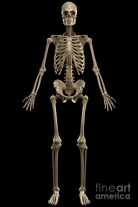 The Skeleton Photograph By Science Picture Co Pixels