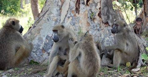 Survival Of The Nicest Friendly Baboons Live Longest Wired