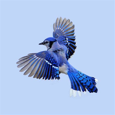 Bluejay In Flight Flying Bird Tattoo Blue Jay Bird