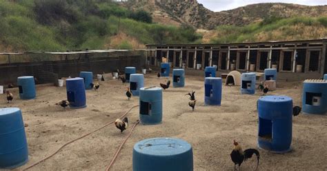 Sheriffs Department Calls La County Cockfighting Ring Bust The Largest In Us History Laist