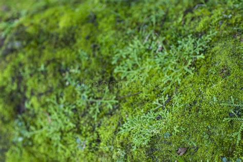 Green Moss Growth Surface Of Moss Texture Green Moss Background Stock