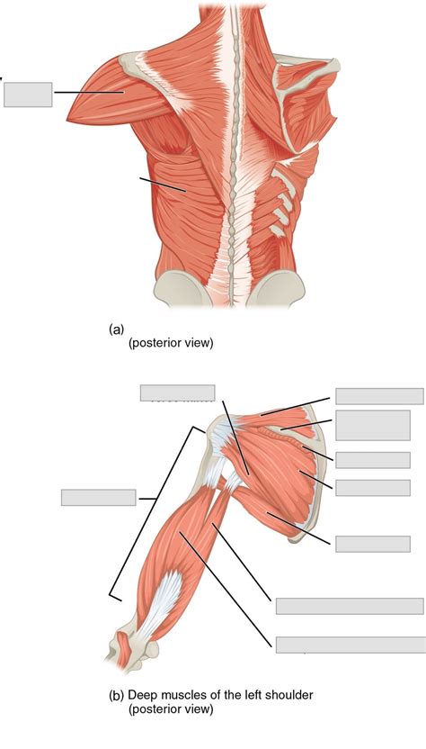 Arm muscles can also be classified by their compartments or regions. Muscle Names Labeled / 11 4 Identify The Skeletal Muscles And Give Their Origins Insertions ...