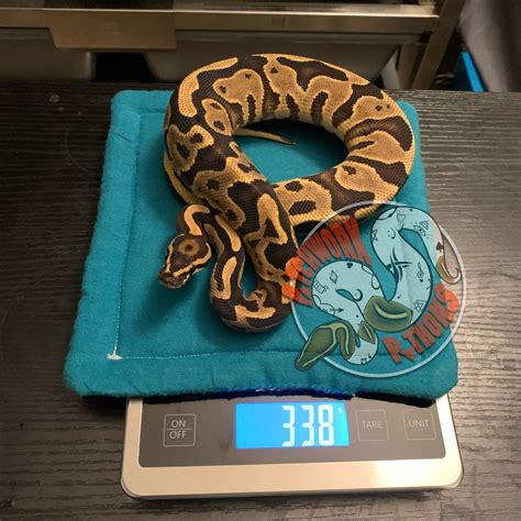 Fire / Vanilla Leopard Ball Python by Patchwork Pythons - MorphMarket