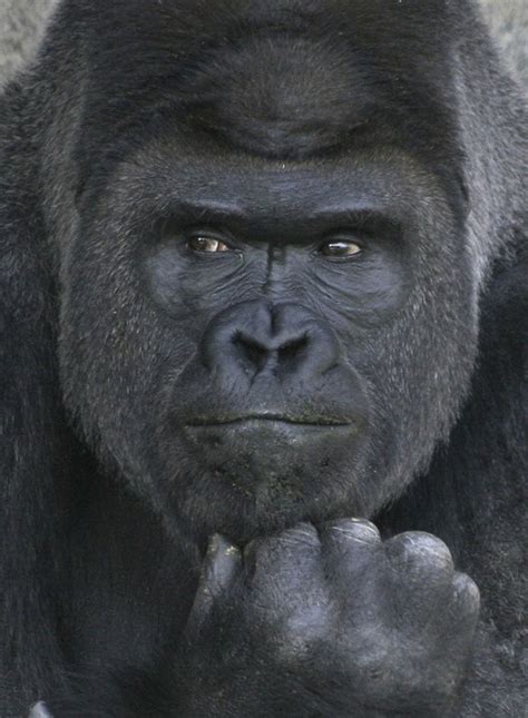 People Are Comparing This Ridiculously Photogenic Gorilla To George
