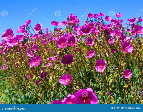 Pink Wildflowers Background Stock Image Image Of Colorful California