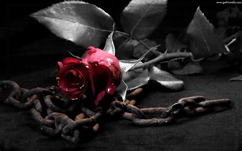 Black Rose Background 52 Pictures