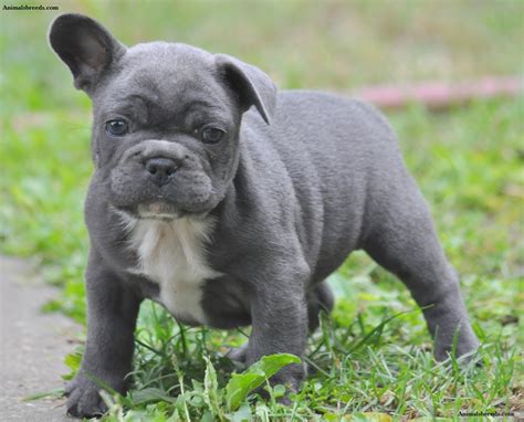 French bulldog is a rare dog breed, therefore expect to place in a while on a roll before you're able to bring one home. French Bulldog - Puppies, Rescue, Pictures, Information ...