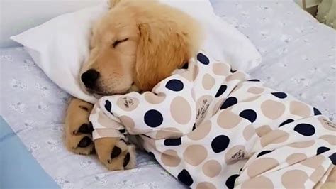 Golden Puppy Sleeping In Pjs Youtube