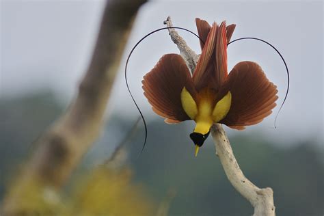 Capturing The Red Bird Of Paradise Display