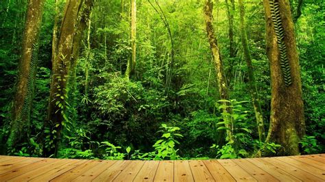 96 Best Ideas For Coloring Amazon Jungle Pics