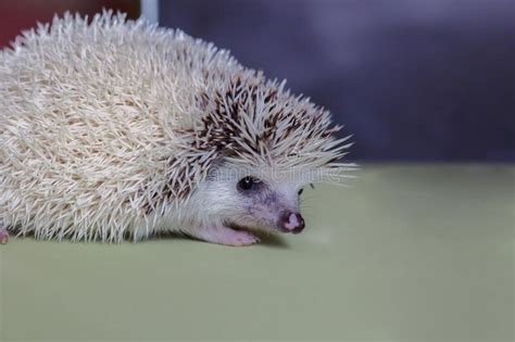 Cute Hedgehog Portrait Of Pretty Curious Muzzle Of Animal Favorite