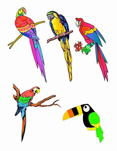 Tropical Bird Birds Clip Clipart Drawing Drawings