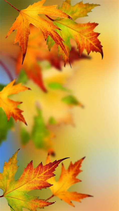 Autumn Leaf Wallpaper 68 Images