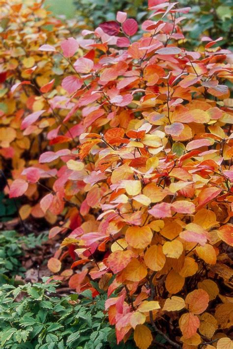 19 Of The Best Trees And Shrubs To Add Fall Color To Your Yard Trees