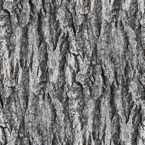 Seamless Texture White Tree Bark Wallpaper Background Stock Photo By