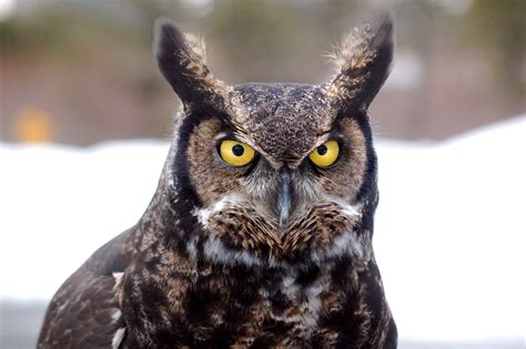 5 Facts About The Great Horned Owl Including A Winter Baby Jakes