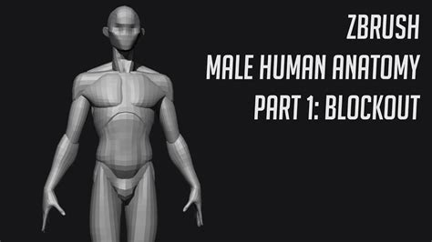 Zbrush Human Anatomy Male Blockout Youtube