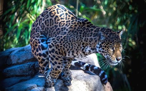 Wallpaper Wildlife Big Cats Zoo Jungle Leopard Ocelot Jaguar