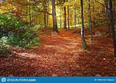 Superb Mountain Forest At Autumn Path Trough Rusty Yellow Leaves