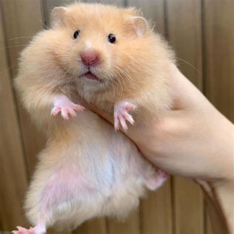 Jual Hamster Syrian Long Hair Syrian Lh Betina Kota Bekasi