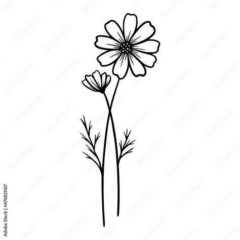 Grafika Wektorowa Stock Cosmos Flowers On White Background Hand Drawn