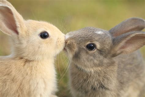Kissing Bunnies Rabbits