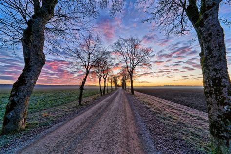 Dirt Road With Maple Trees In Winter Sunrise Photo File 1336298
