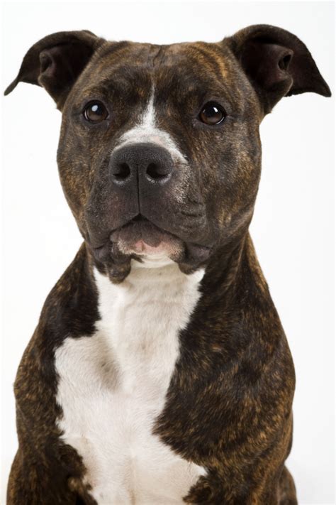 Despite the fact that it descended from fighting dogs most of. Raza American Staffordshire-Terrier