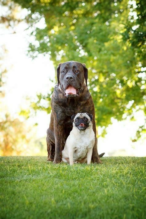 Pin By Siddhantsmm On Dogs Lover Mastiffs Smiling Dogs Dog Photograph