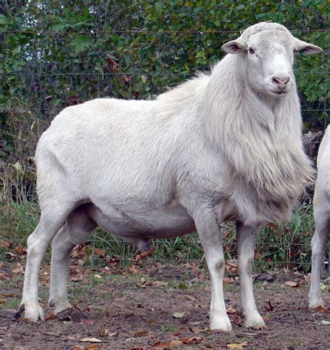 Rising Sun Farm Sheep Breeds Sheep Barnyard Animals