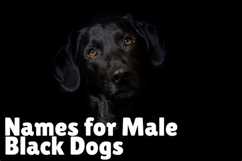 156 Epic Black Dog Names For Your Ebony Pup Dogvills