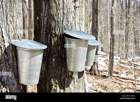 Buckets Collecting Sap From Maple Trees For Production Of Maple Syrup