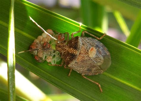 Brown Marmorated Stink Bug Babies Project Noah
